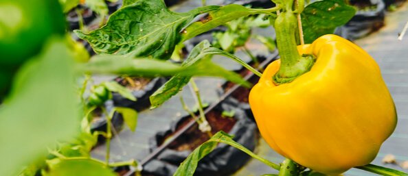 Exotic vegetable cultivation