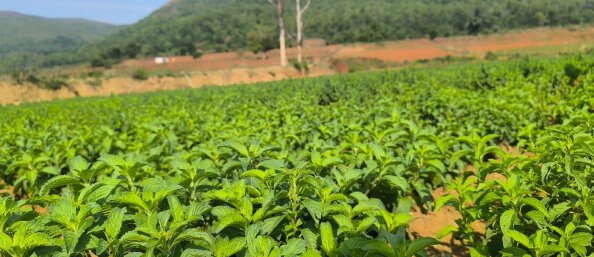 Medicinal and Aromatic Cultivation